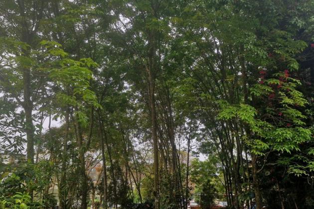 Rubber Plantations